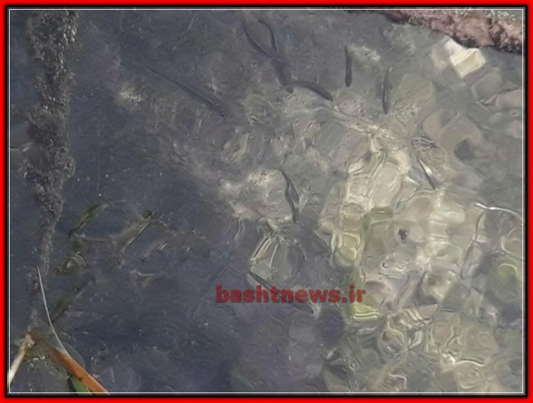 چشمه انجیری باشت در قاب تصویر باشت نیوز 11