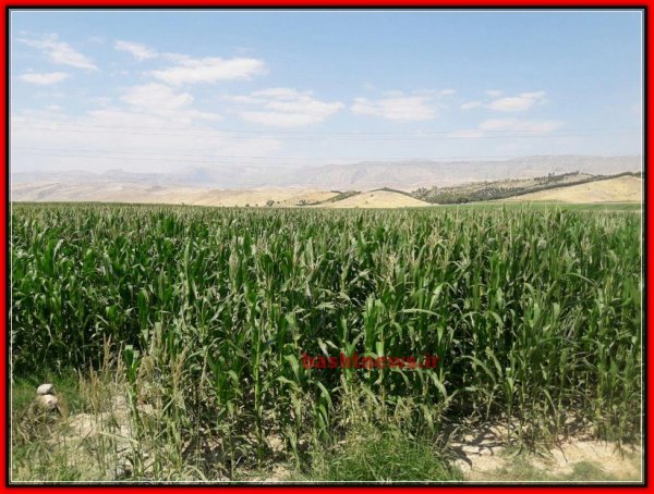 بازدید معاون وزیر جهاد کشاورزی از طرح ها و زمین های کشاورزی شهرستان باشت+تصاویر 20