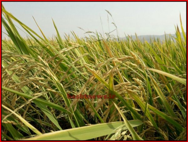 تصاویر زیبای برنج در شهرستان باشت 10