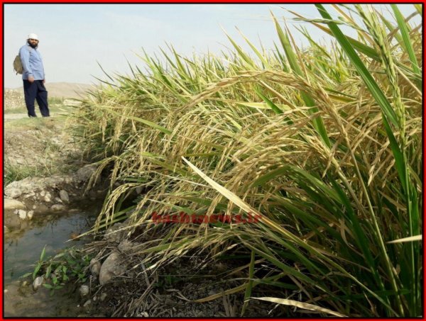 تصاویر زیبای برنج در شهرستان باشت 12