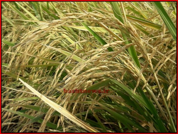 تصاویر زیبای برنج در شهرستان باشت 14