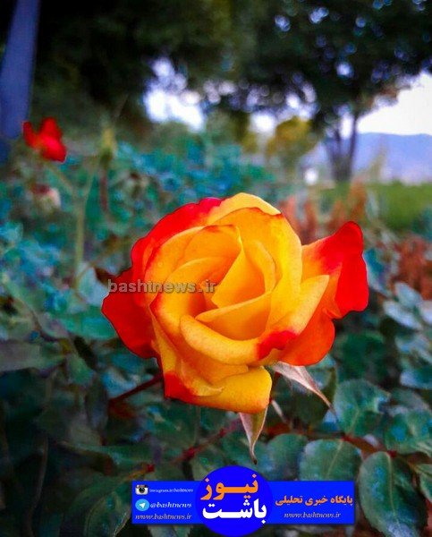 تصاویر زیبای گل های رنگی در باشت 11