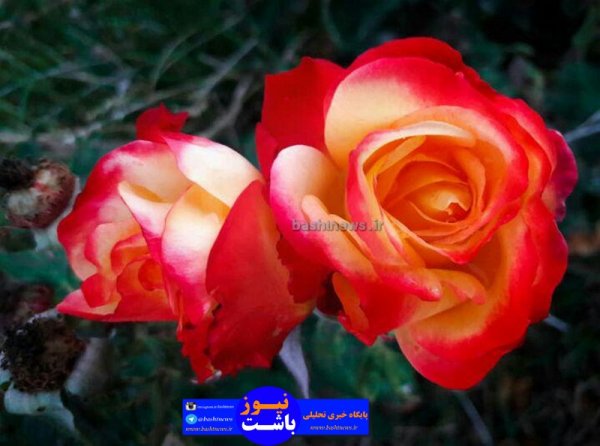 تصاویر زیبای گل های رنگی در باشت 16