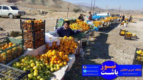 باغداران باشتی غرق در گرداب بی تدبیری دولتمردان/سود برداشت مرکبات در جیب دلالان +تصاویر 44