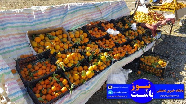 باغداران باشتی غرق در گرداب بی تدبیری دولتمردان/سود برداشت مرکبات در جیب دلالان +تصاویر 36