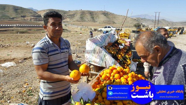 باغداران باشتی غرق در گرداب بی تدبیری دولتمردان/سود برداشت مرکبات در جیب دلالان +تصاویر 40