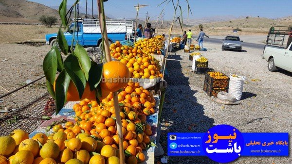 باغداران باشتی غرق در گرداب بی تدبیری دولتمردان/سود برداشت مرکبات در جیب دلالان +تصاویر 41