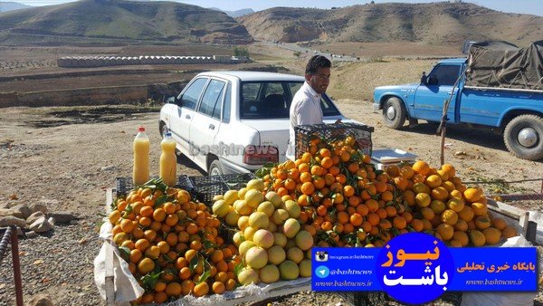 باغداران باشتی غرق در گرداب بی تدبیری دولتمردان/سود برداشت مرکبات در جیب دلالان +تصاویر 48