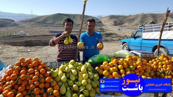 باغداران باشتی غرق در گرداب بی تدبیری دولتمردان/سود برداشت مرکبات در جیب دلالان +تصاویر 47