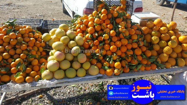 باغداران باشتی غرق در گرداب بی تدبیری دولتمردان/سود برداشت مرکبات در جیب دلالان +تصاویر 32