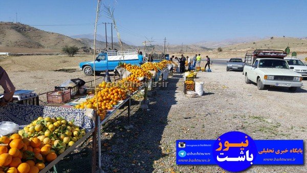 باغداران باشتی غرق در گرداب بی تدبیری دولتمردان/سود برداشت مرکبات در جیب دلالان +تصاویر 33