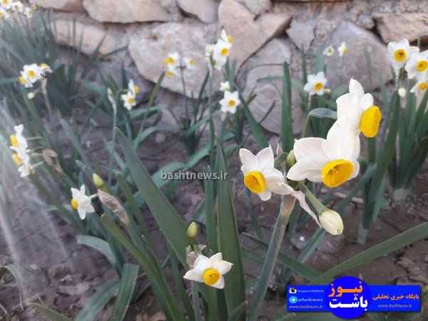 تصاویری جالب و زیبا از گل های نرگس در شهرستان باشت+تصاویر 14