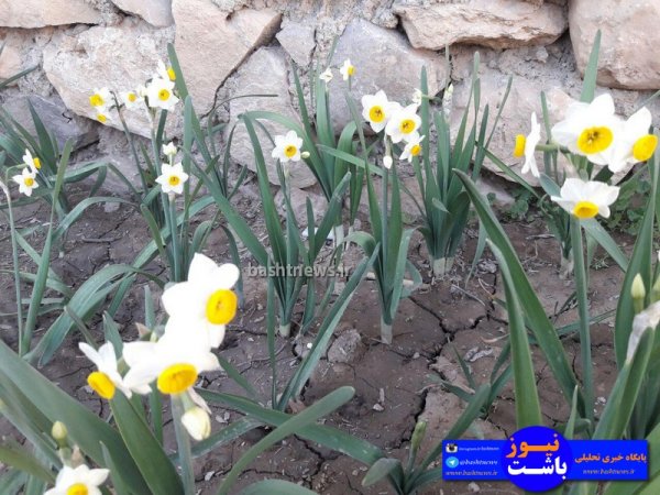 تصاویری جالب و زیبا از گل های نرگس در شهرستان باشت+تصاویر 15