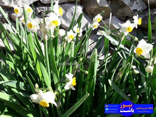 تصاویری جالب و زیبا از گل های نرگس در شهرستان باشت+تصاویر 11