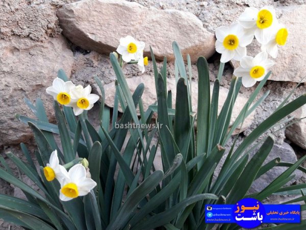 تصاویری جالب و زیبا از گل های نرگس در شهرستان باشت+تصاویر 17
