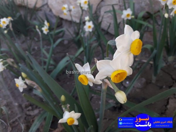 تصاویری جالب و زیبا از گل های نرگس در شهرستان باشت+تصاویر 12