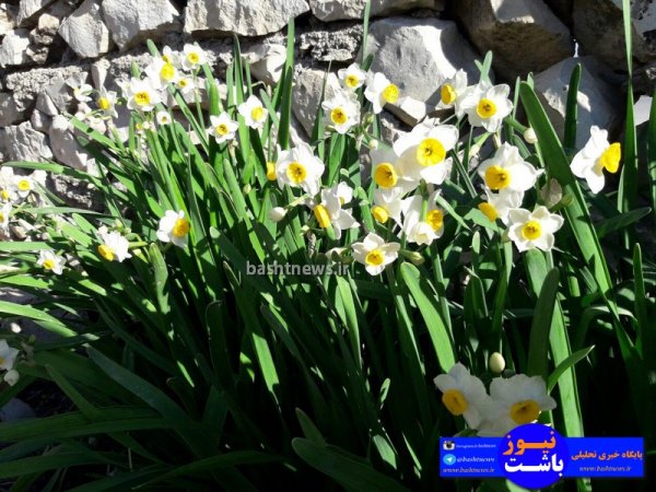 تصاویری جالب و زیبا از گل های نرگس در شهرستان باشت+تصاویر 19
