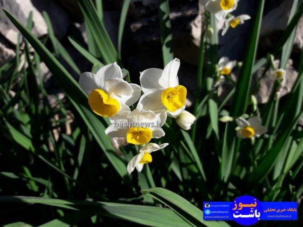 تصاویری جالب و زیبا از گل های نرگس در شهرستان باشت+تصاویر 20