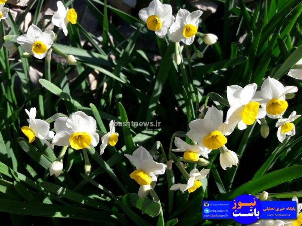 تصاویری جالب و زیبا از گل های نرگس در شهرستان باشت+تصاویر 21