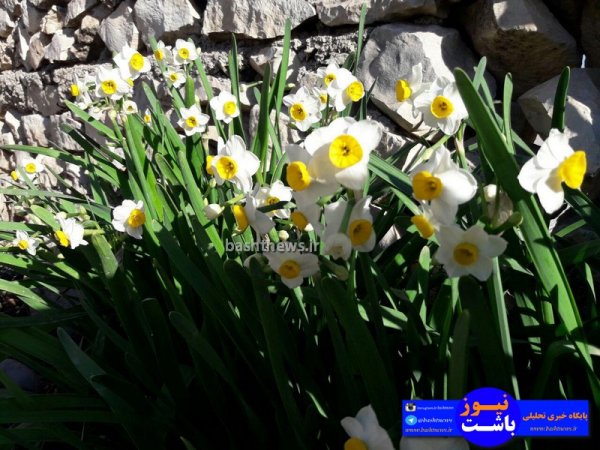 تصاویری جالب و زیبا از گل های نرگس در شهرستان باشت+تصاویر 22