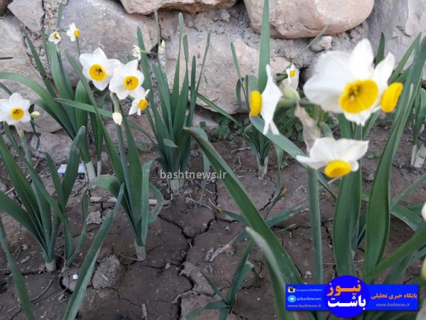 تصاویری جالب و زیبا از گل های نرگس در شهرستان باشت+تصاویر 23