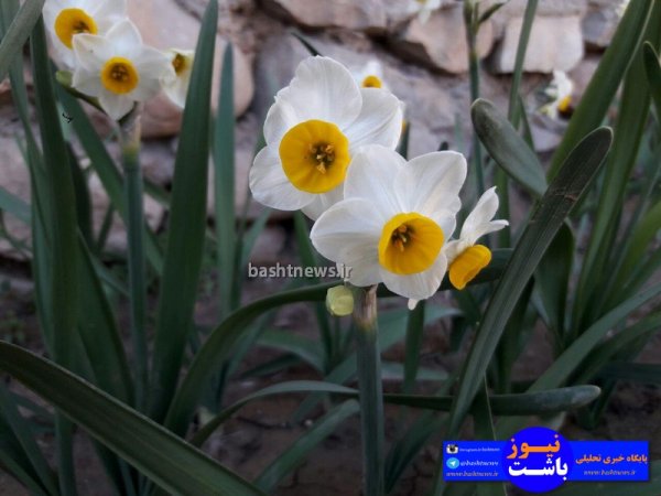 تصاویری جالب و زیبا از گل های نرگس در شهرستان باشت+تصاویر 15