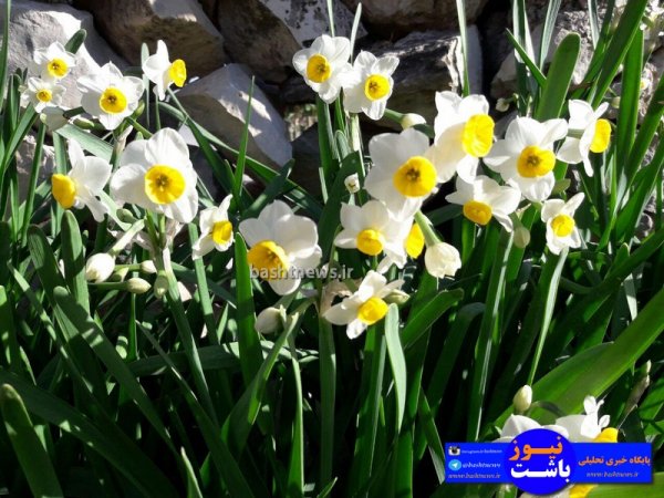تصاویری جالب و زیبا از گل های نرگس در شهرستان باشت+تصاویر 25