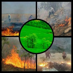 تراژدی بی پایان مرگ تدریجی جنگل ها در استان کهگیلویه وبویراحمد +تصاویر 3