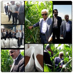 بازدید معاون وزیر جهاد کشاورزی از طرح ها و زمین های کشاورزی شهرستان باشت+تصاویر 18