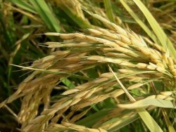 تصاویر زیبای برنج در شهرستان باشت 9