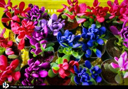 بازار گل و گیاه در آستانه عید نوروز/تصاویر 34